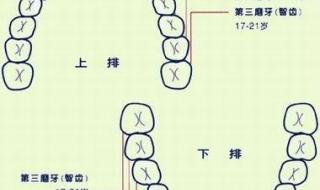 儿童换牙顺序图20颗 儿童换牙顺序图20颗